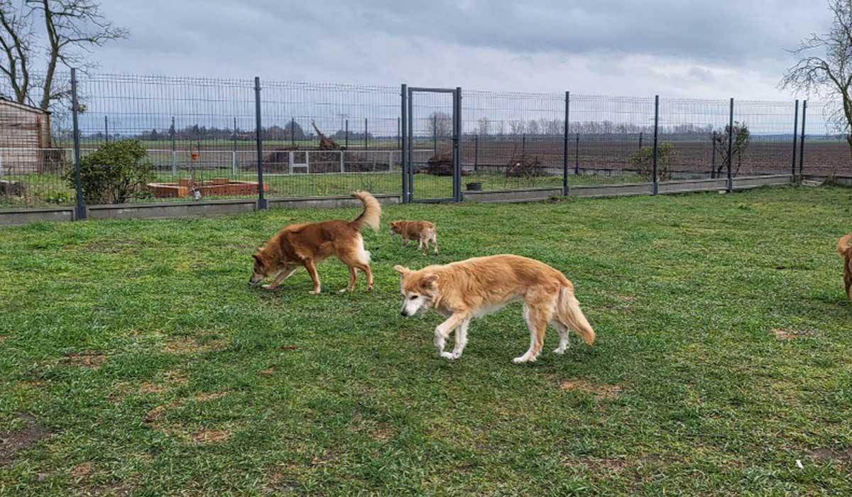 hundepension_003
